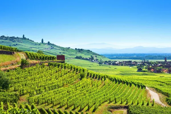 Alsace vinresa