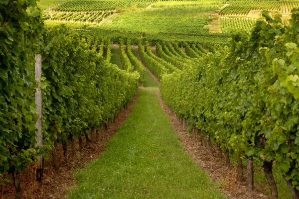Vinskörd Alsace och Champagne