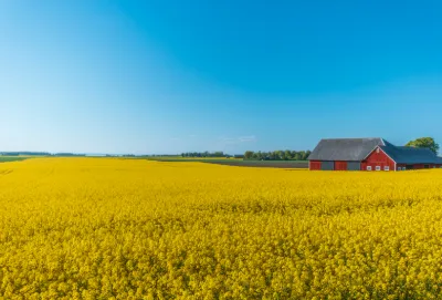 Vidsträckt rapsfält med en röd lada under klarblå himmel i det svenska jordbrukslandskapet.