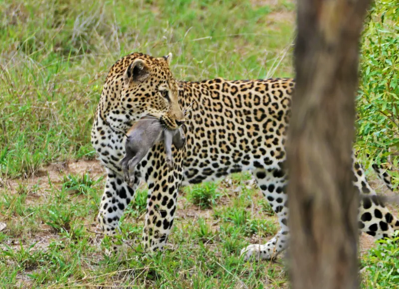 Leopard på safari i Sydafrika
