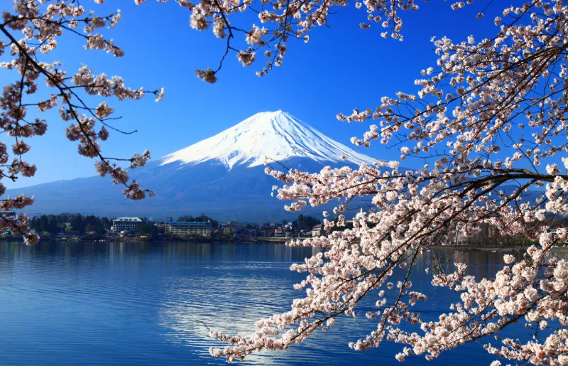 Mount Fuji och körsbärsblom i Japan under klarblå himmel