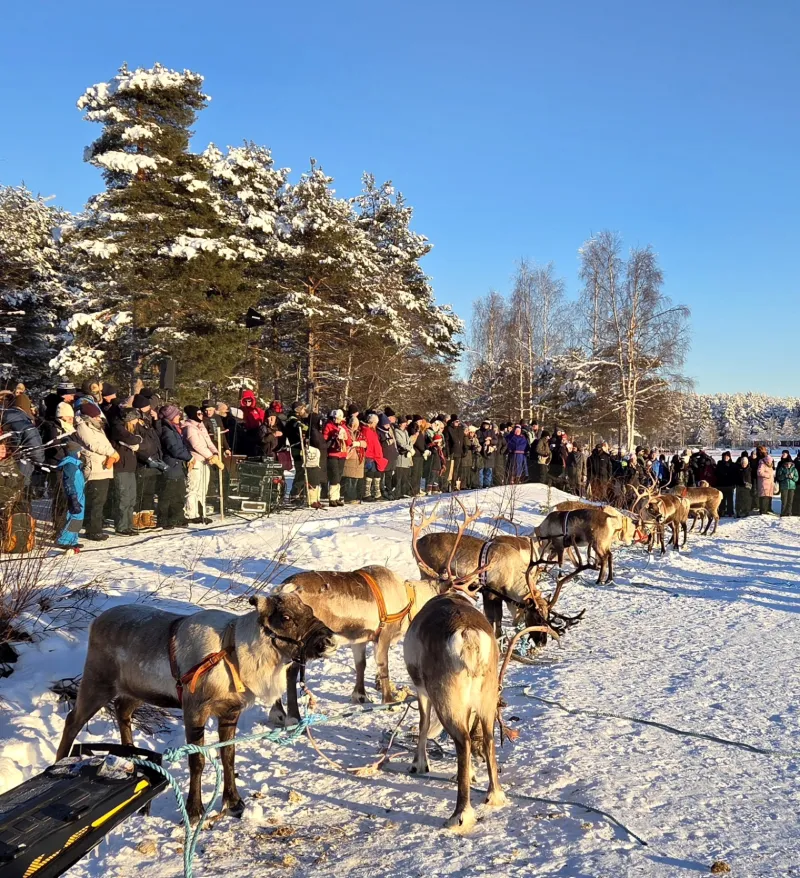 Renar framför publik under Jokkmokks vintermarknad i Lappland
