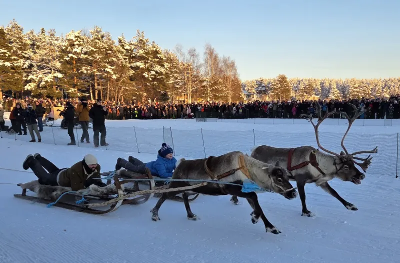 Renar och tävlingsslädar under vintermarknad i Jokkmokk