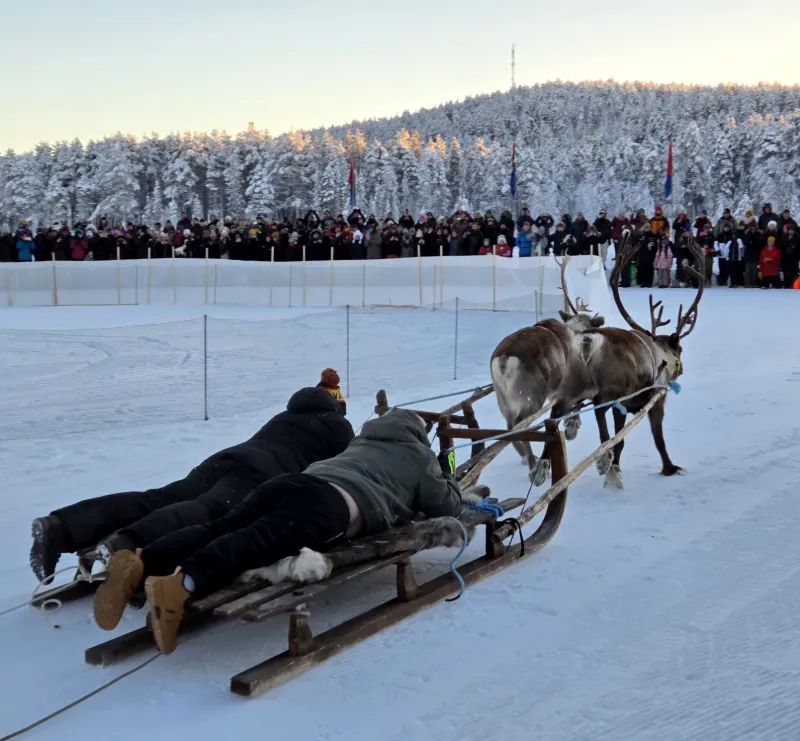 Renrace på Jokkmokks vintermarknad med publik i bakgrunden