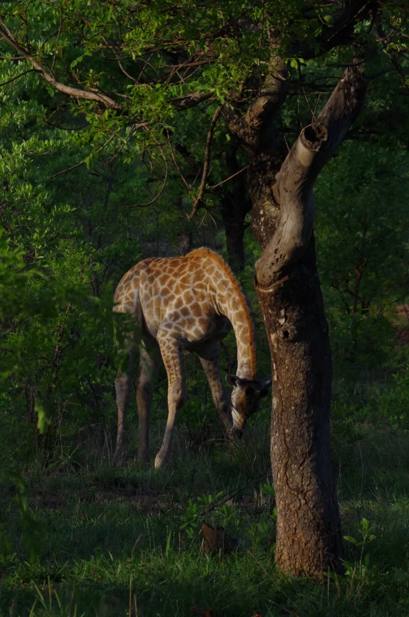 Giraff betar bland träden i grönskande natur under safari i Afrika