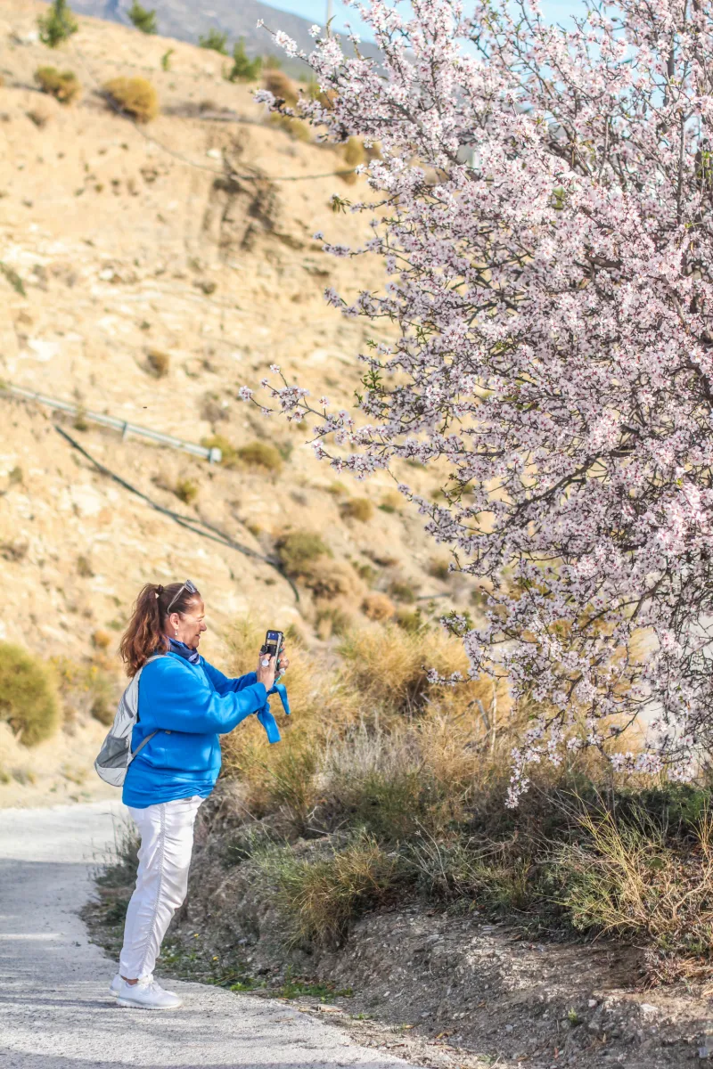Resenär fotograferar blommande mandelträd