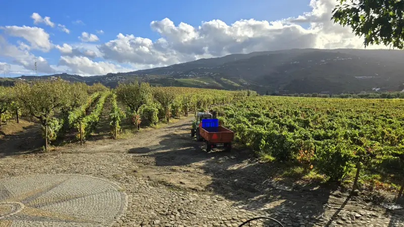 Vinodlingar i Dourodalen med bergsutsikt och soligt landskap i Portugal