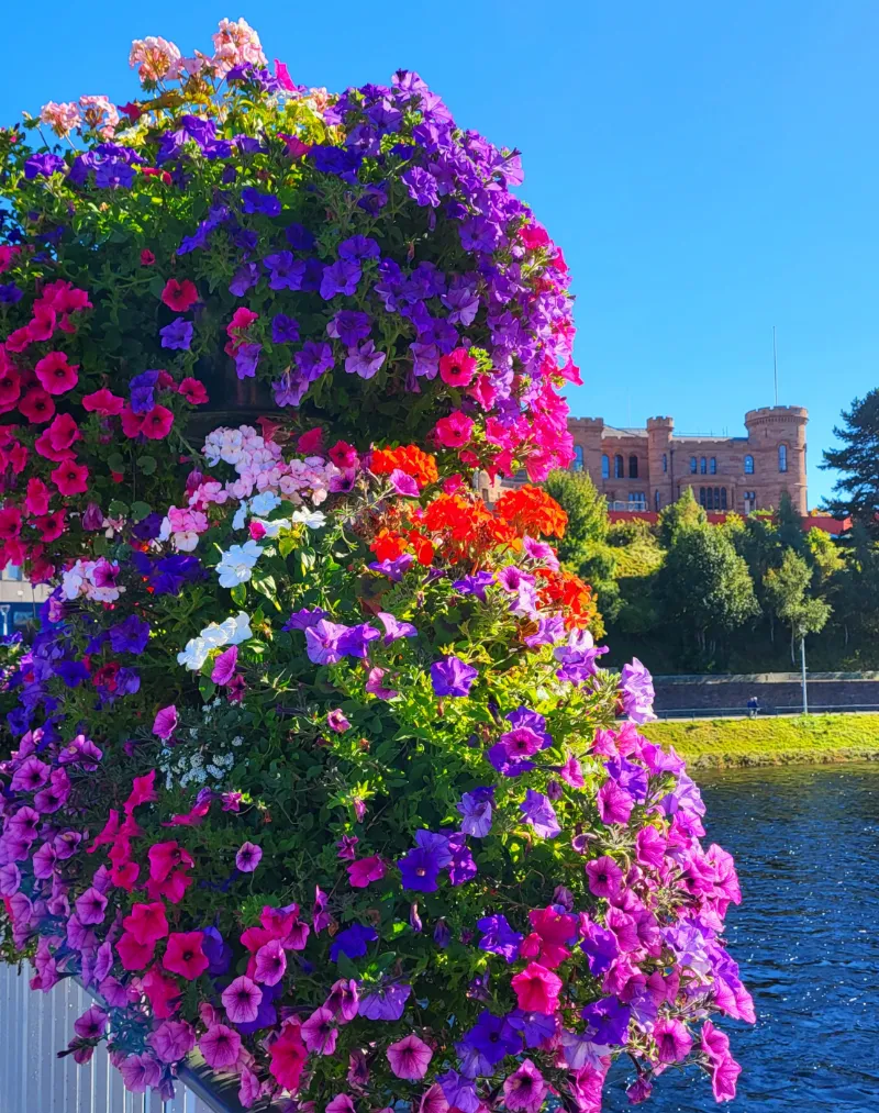 Färgsprakande blomsterarrangemang vid floden med historisk byggnad i bakgrunden i Skottland