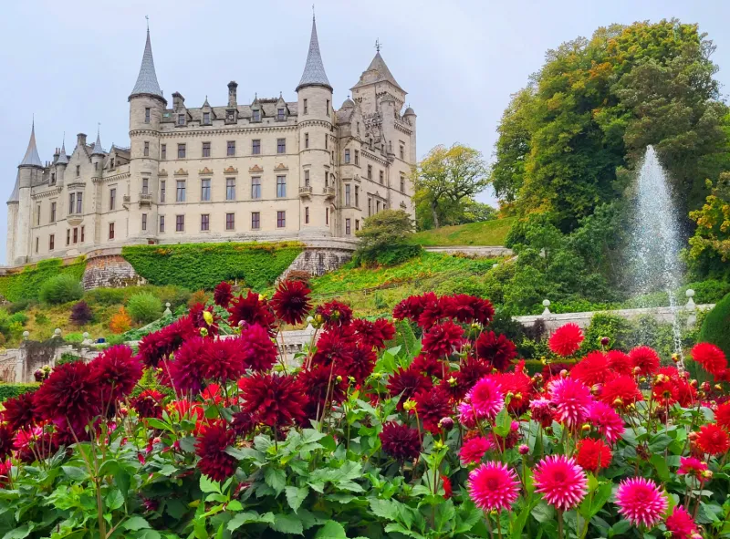 Dunrobin Castle omgivet av blommande dahlior och grönskande trädgårdar i Skottland