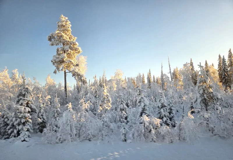 Snötäckt skog i solljus under kall vinterdag i Lappland