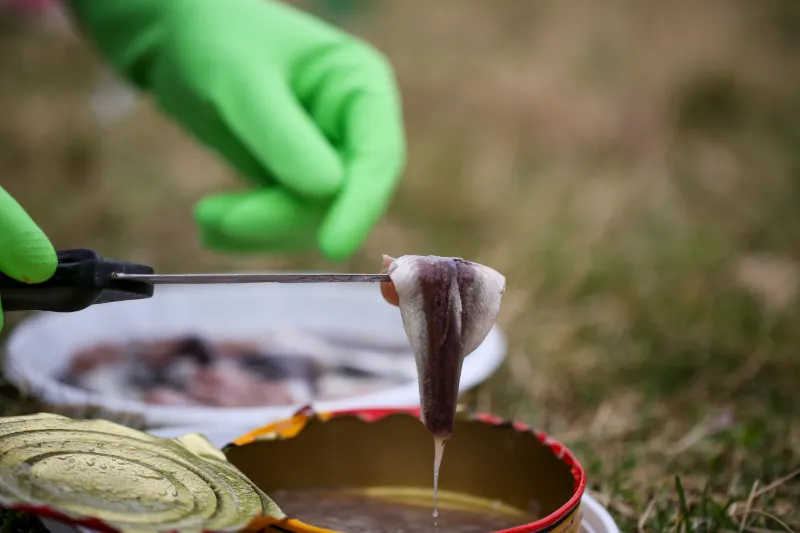 Surströmming (jäst strömming) – Sverige