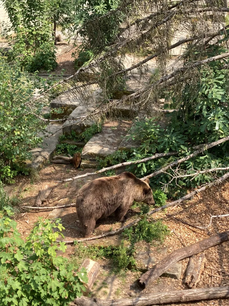 Brunbjörn i grönskande natur vid Björnparken i Bern