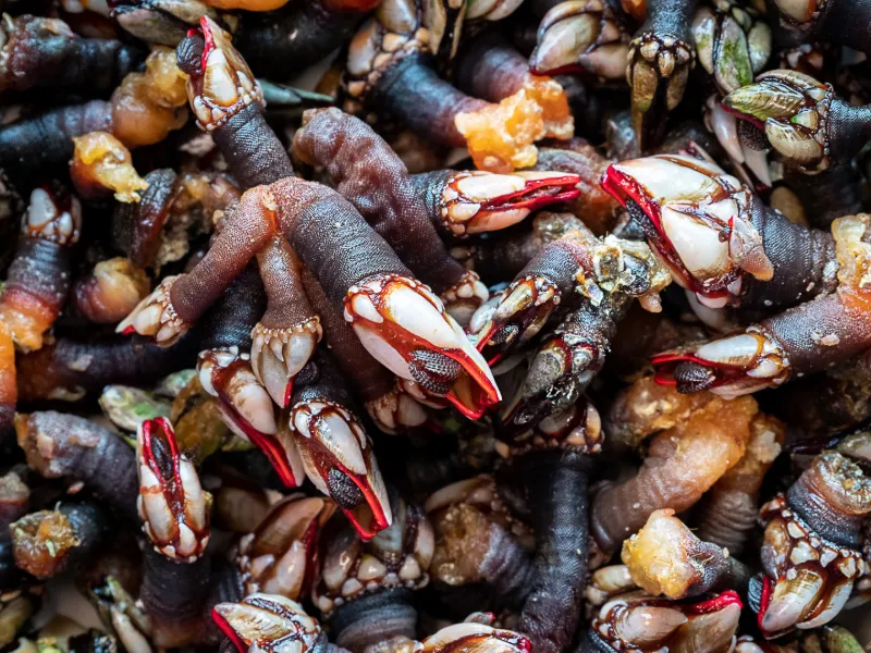 Percebes (sjötryffel eller gåsfotssnäcka) – Spanien