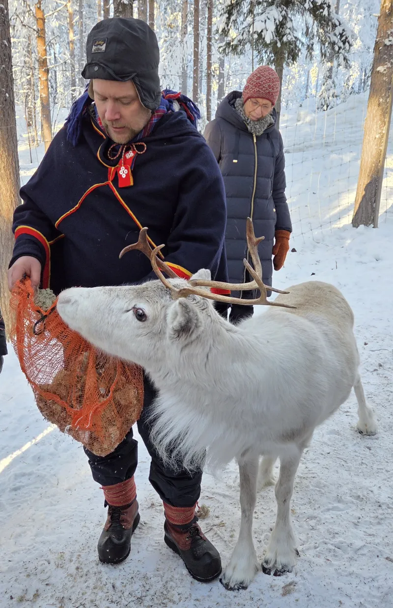 Same visar ren i snötäckt skog under besök i samebyn Silba Siida