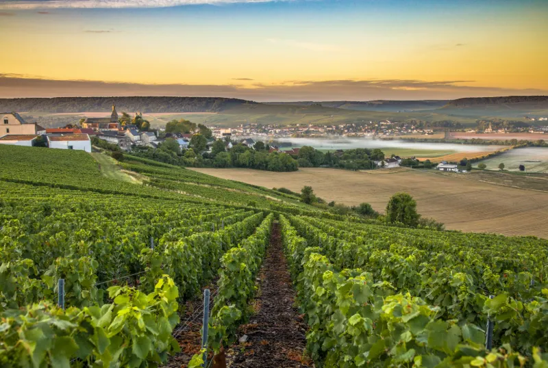 Grönskande vinplantage i Frankrike