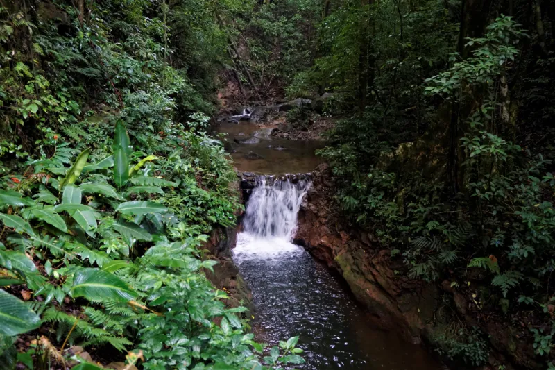 Regnskog i Monteverde, Costa Rica.