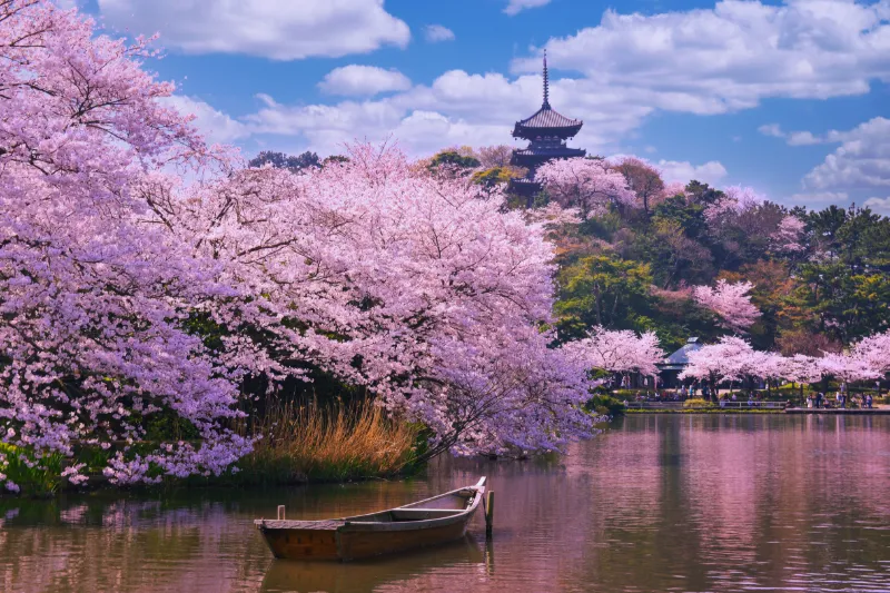 Kirsebærblomstring ved en innsjø i Japan.