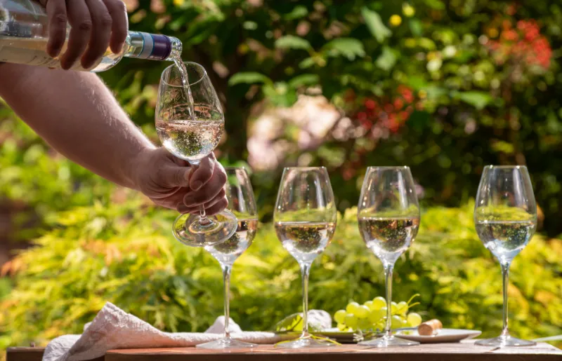 Vinprovning i Veneto med lokala viner och vingårdsmiljö