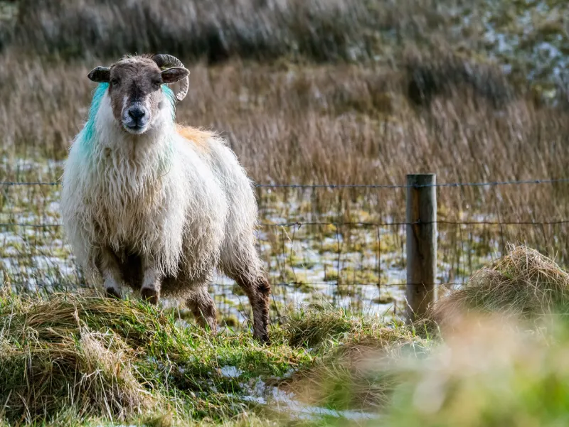 Sauer i det grønne irske landskapet.