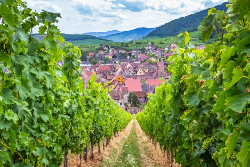 Vinrankor och takåsar i Alsace
