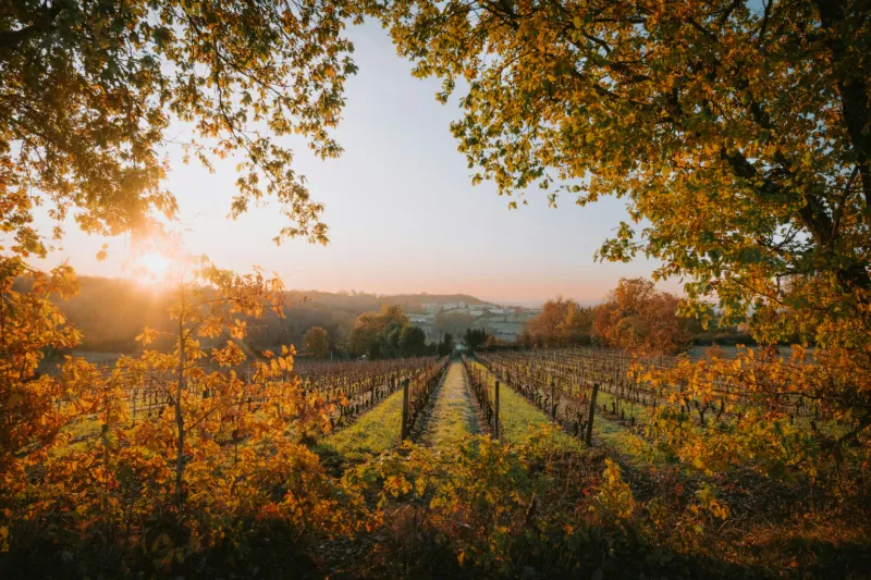 Vineyards in the Bordeaux region of France at sunset over the famous wine landscape.