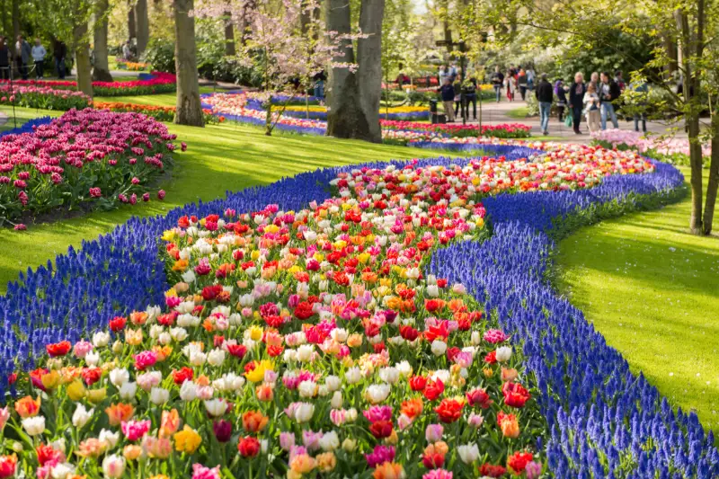 Färgglada tulpaner och blomsterplanteringar i Keukenhof.