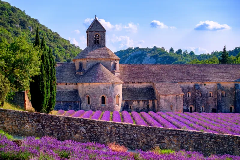 Lavendelfält i Provence