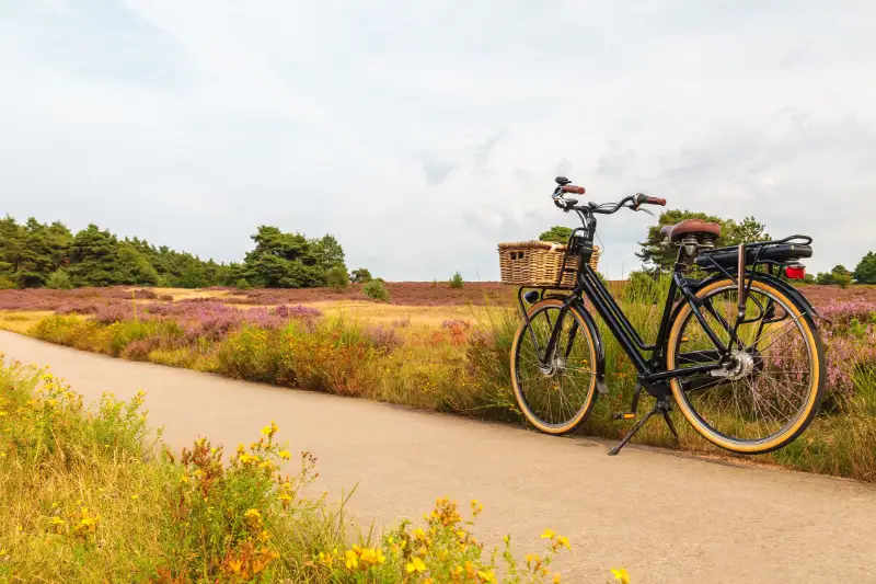 Cykel vid blommande hedlandskap i Nederländerna.
