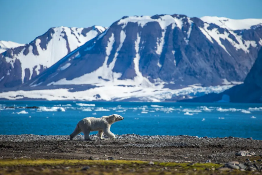 Isbjörn på Svalbard