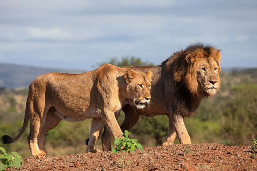 Lion on the savannah