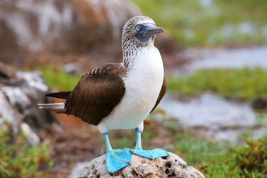 Fågel på Galápagos