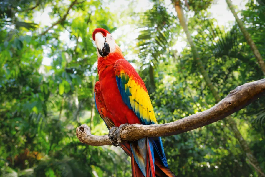 Papegoja i Amazonas