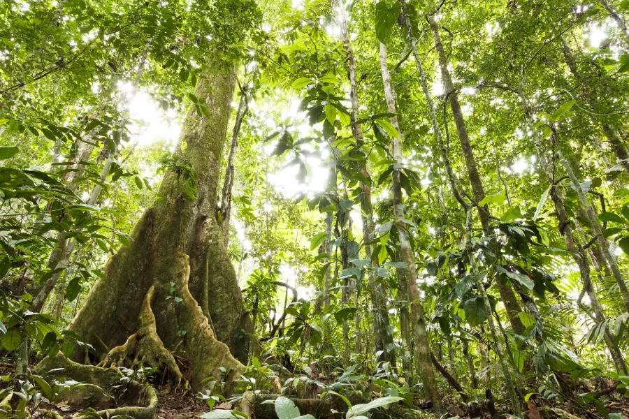 Amazonasskogen