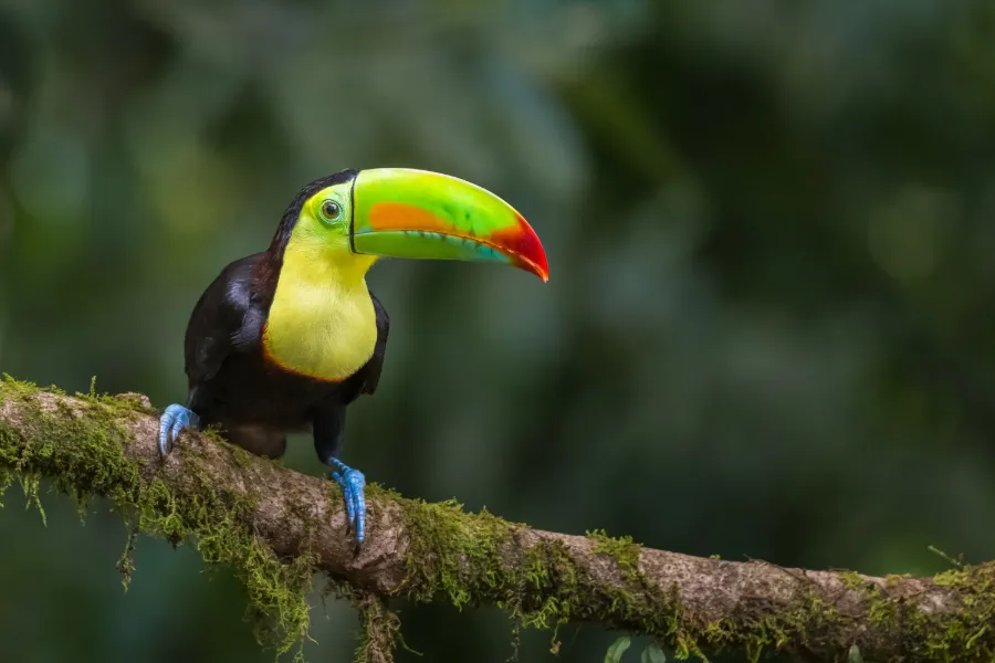 Fågel i Costa Rica
