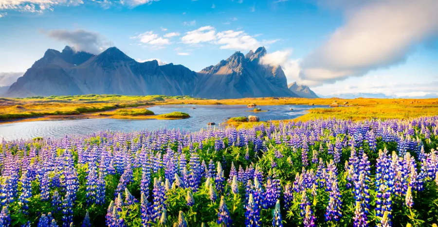 Fält med blommor och höga berg