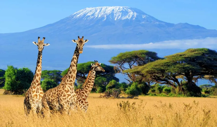 Giraffes on a savanna in Africa