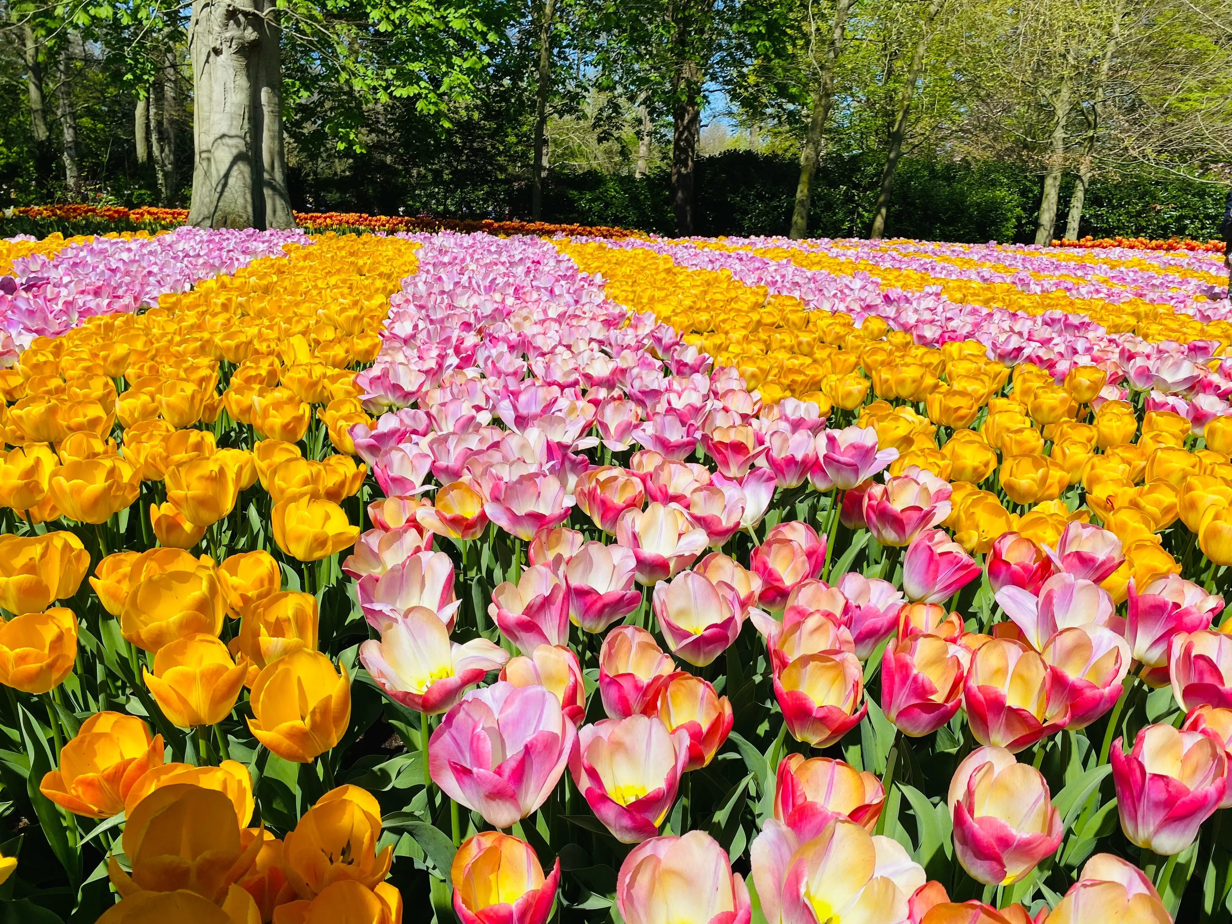 Nu grönskar det – 8 resmål för dig som aldrig får nog av blommor