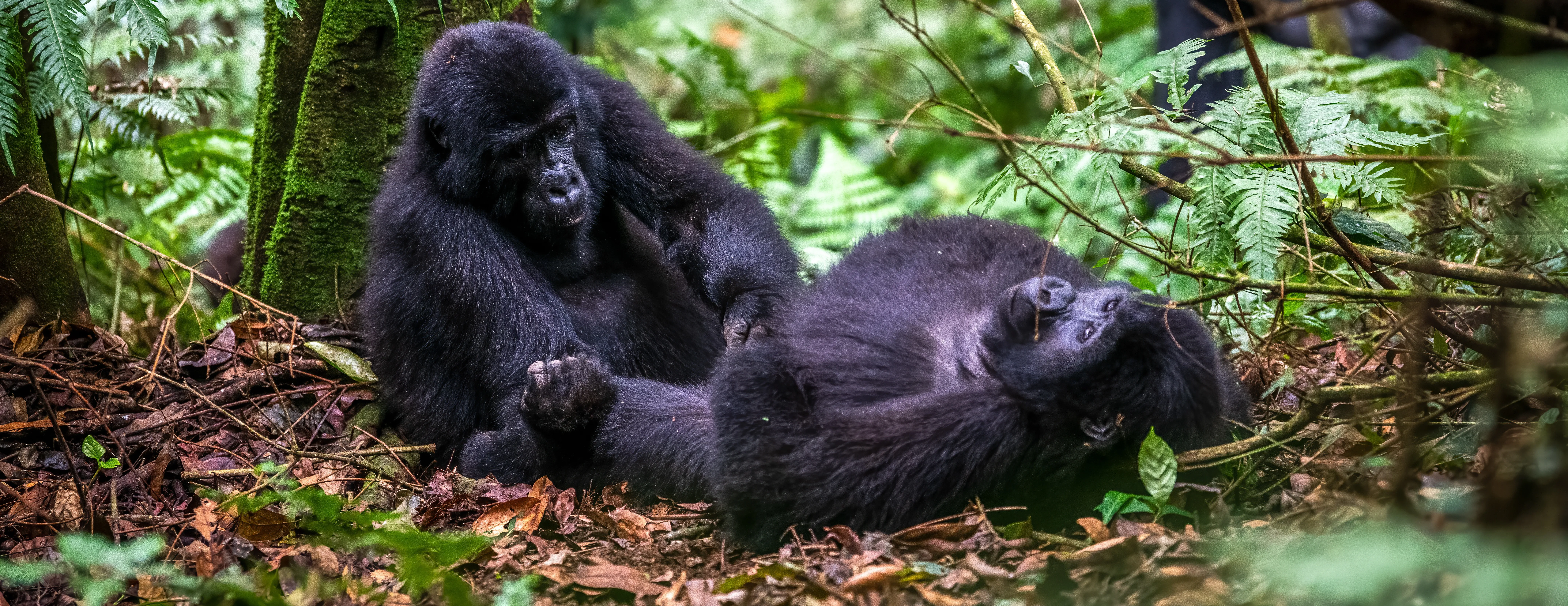Uganda