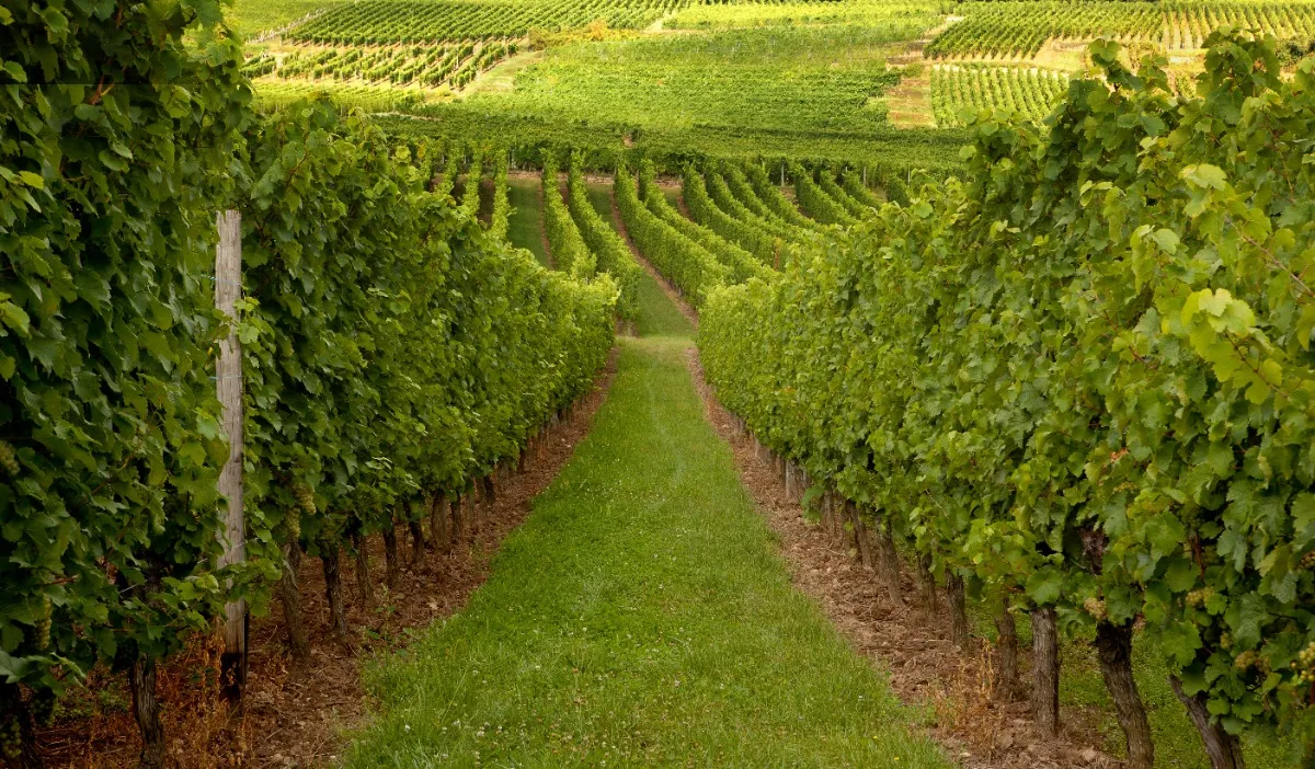 Vinskörd Alsace och Champagne