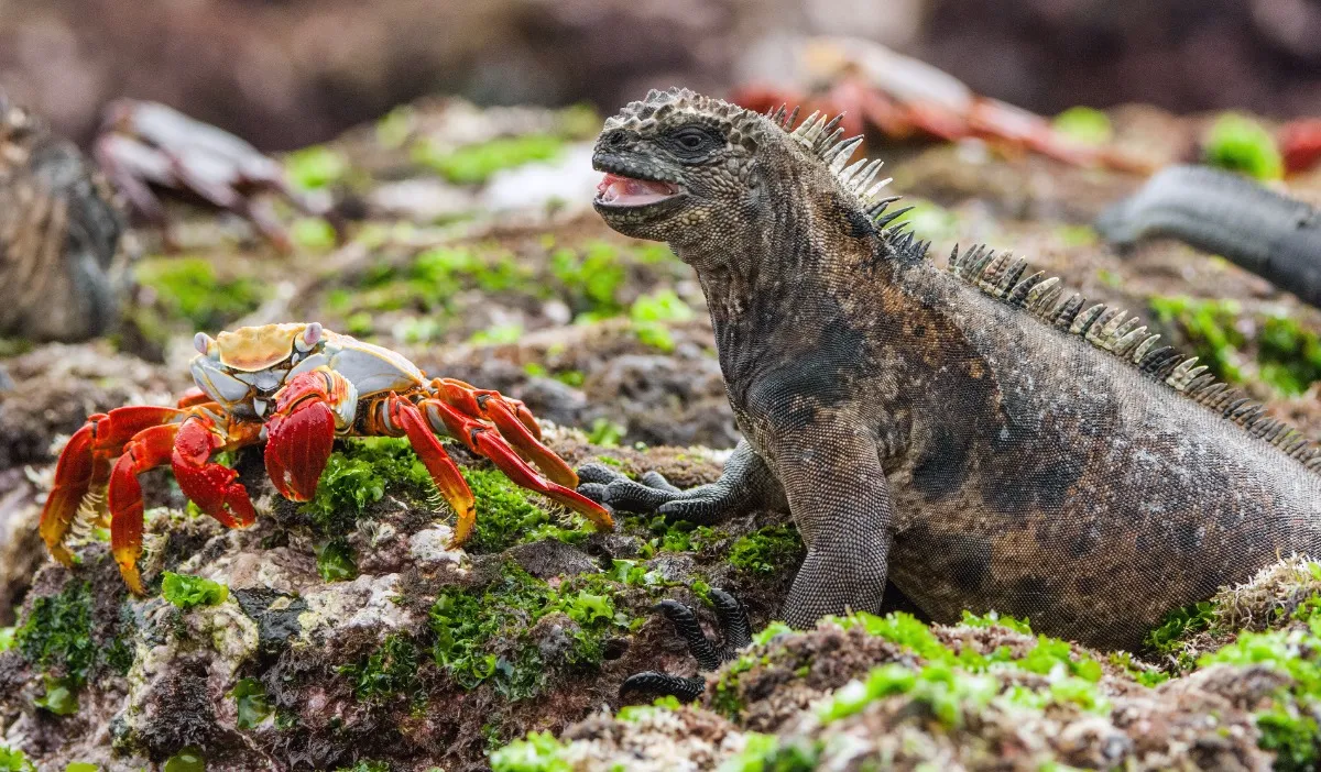 Amazonas & Galápagos