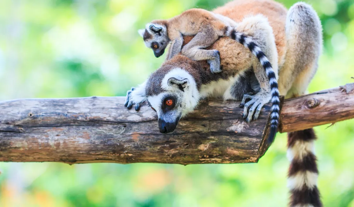 Madagaskar