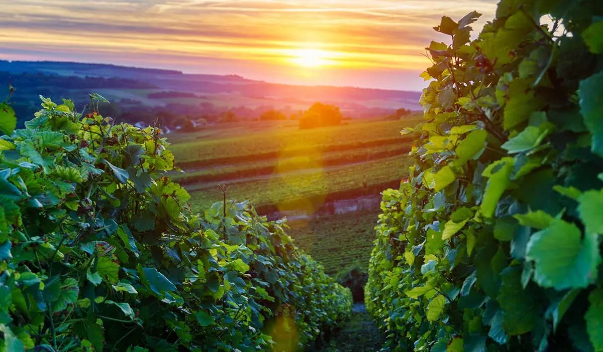 Vinvandring