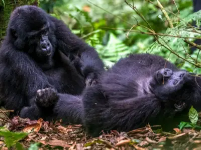Uganda