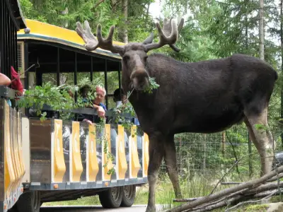 Älgsafari