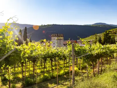 Italien vinresa och vinskörd