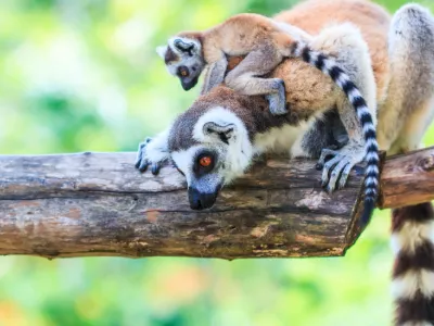 Madagaskar