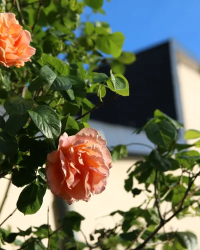 Gotland Midsommar