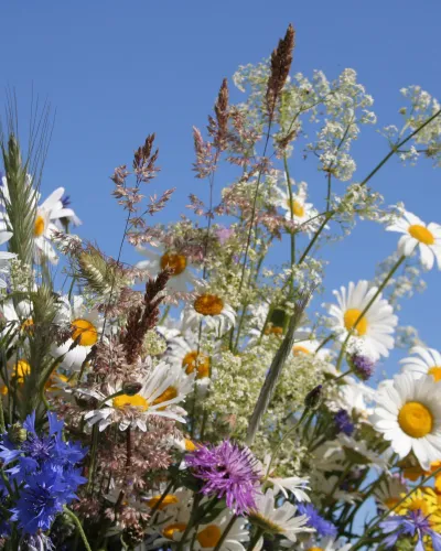 Öland midsommar