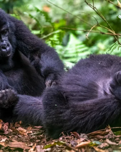 Uganda
