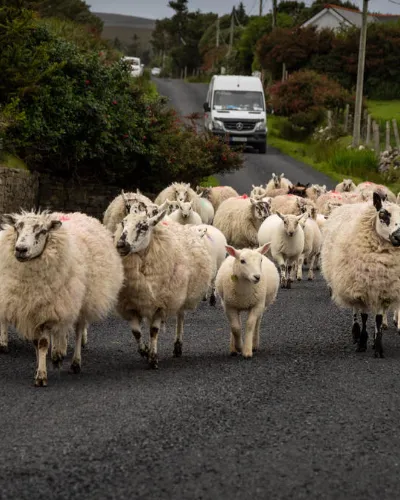 Hemmelig reise Irland
